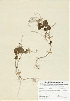 藏品(高山露珠草)的圖片